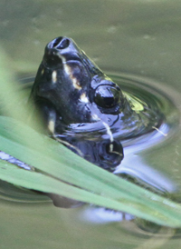 Eastern Musk Turtle